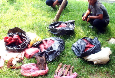 長遭獵人覬覦的信義山區林管處持續監控(圖)