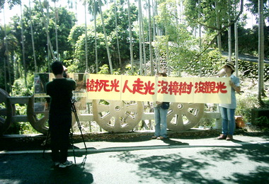 台灣護樹聯盟要求保護珍貴樟樹(圖)