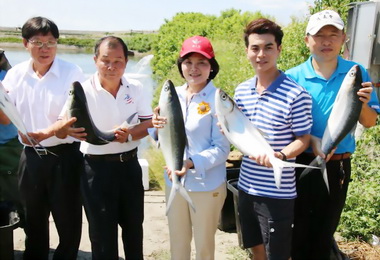 口湖鄉王家的魚店培育出優質虱目魚(圖)