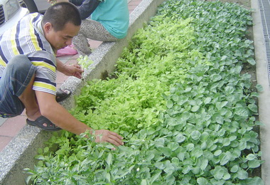 警局女廚師善用空間種植有機菜園(圖)