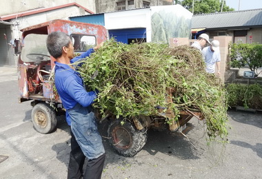 動手防小花蔓澤蘭每公斤5元(圖)