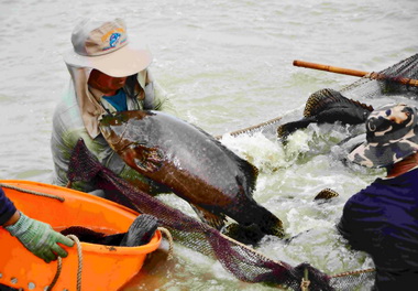 2014永安石斑魚文化節4日登場(圖)