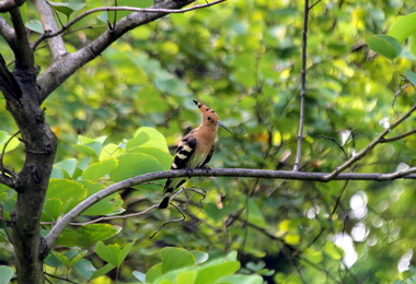 中鋼廠區綠化有成吸引戴勝鳥棲息(圖)