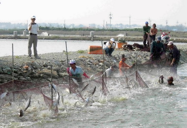 2014彌陀虱目魚文化節11月1日登場(圖)