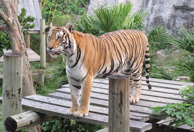壽山動物園重陽孝親日連四天敬老免費暢遊(圖)