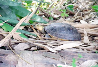 縣府：民眾共同保育食蛇龜等野生動物(圖)