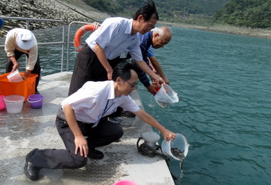 明潭電廠為提升發電效率實施放養魚苗(圖)