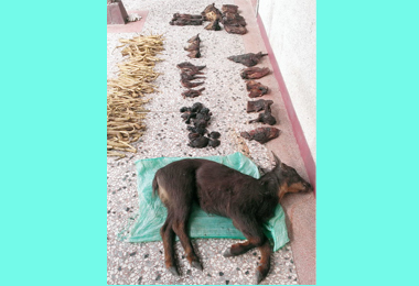 信義鄉查獲盜獵林管處表明假日不打烊(圖)