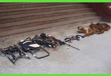 警方查獲非法獵捕保育類野生動物(圖)