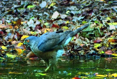 信義丹大宛如野生動物世外桃源(圖)