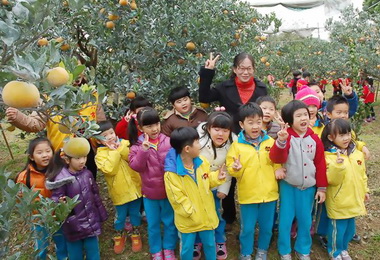 幼童進行茂谷柑園生態教學(圖)