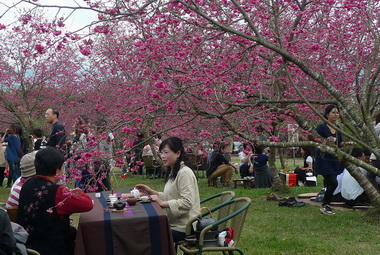 暨大2月辦賞櫻即日起受理報名(圖)