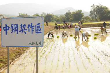 中鋼員工重建區體驗稻米插秧樂(圖)