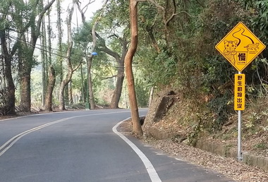 集集綠色隧道現石虎車輛減速慢行(圖)