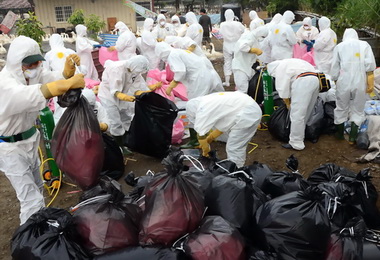 縣府進行大規模撲殺病鵝行動(圖)