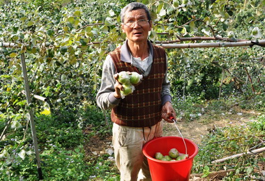 農友曾逸松的蜜棗鮮甜上市(圖)