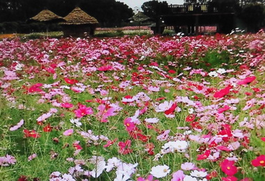 集集黃花風鈴木及波斯菊花海盛開(圖)