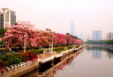 中鋼認養洋紅風鈴木燦爛盛開(圖)