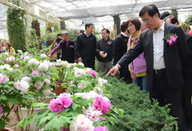 杉林溪洛陽牡丹萬花爭豔(圖)