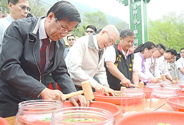 南投梅季來臨梅香四溢(圖)
