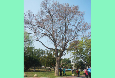 坪林公園樹木枯死  市府調查原因補植(圖)