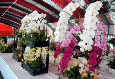 全國春季蘭花評鑑國光花市爭艷登場(圖)