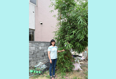砍頭筍平地撫育成功準備擴大種植(圖)