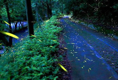 信義賞螢即日起受理報名(圖)