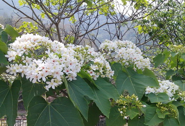 南投客家桐花祭12日起登場(圖)