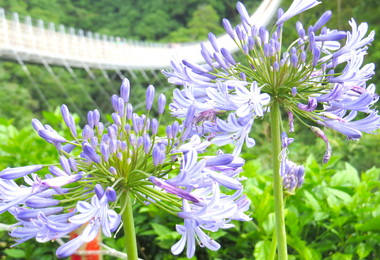 紫色愛情花天空之橋繽紛登場(圖)
