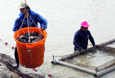 養殖漁業放養量申報受理至5月底(圖)