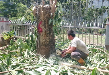 信義號召鄉親傳承種回傳統植物(圖)