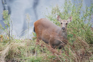 丹大野生動物繁殖期禁尋根及狩獵(圖)