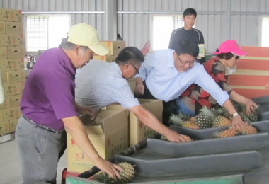 屏東首批鳳梨外銷日本(圖)