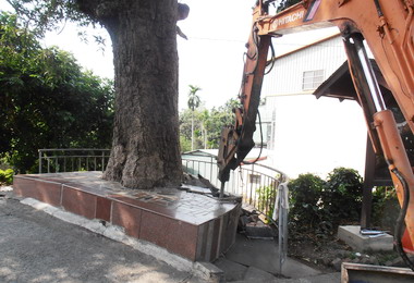 營造友善環境集集路樹進行改善(圖)