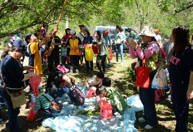 仁愛西伯梅林採梅遊客新體驗(圖)