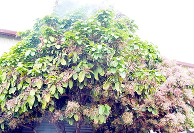 南投續乾旱但蘋婆卻反向花開並蒂(圖)