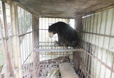 飼主無力飼養馬來熊屏科大照養(圖)