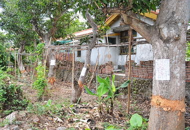 箍死老芒果護樹者詛咒反擊(圖)