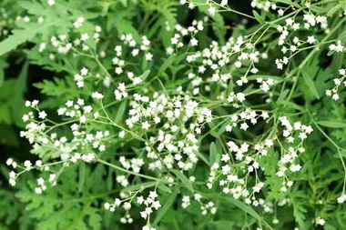 縣府：全民防除入侵植物「銀膠菊」(圖)