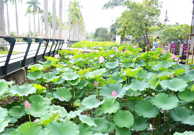 中興荷花開 賞景恐怕得自己來(圖)
