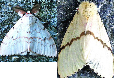 黑角舞蛾成蛹 果農應予撲殺(圖)