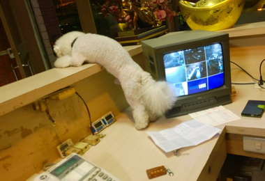 警與狗交心順利查獲色情交易(圖)