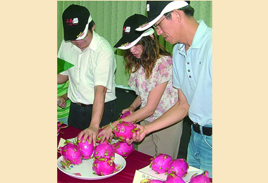 鳳梨荔枝近尾聲換上紅龍果上市(圖)