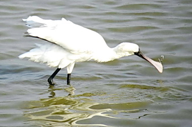 黑面琵鷺在台灣數量全球之冠(圖)