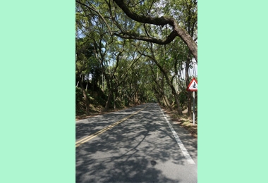 十大自行車經典路線集集綠色隧道脫穎而出(圖)