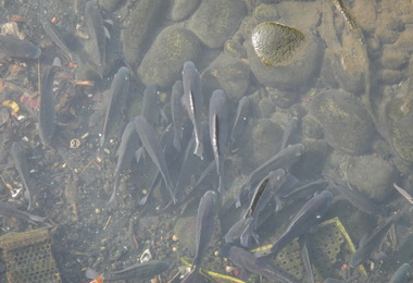 旱溪魚群迴游引釣客恐受污染勿食用(圖)