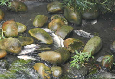 大里區大智排水近千條魚群暴斃死亡(圖)