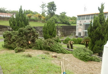 龍柏連續遭盜中興警分局逮獲嫌犯(圖)
