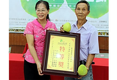 斗六文旦品質評鑑成績出爐(圖)